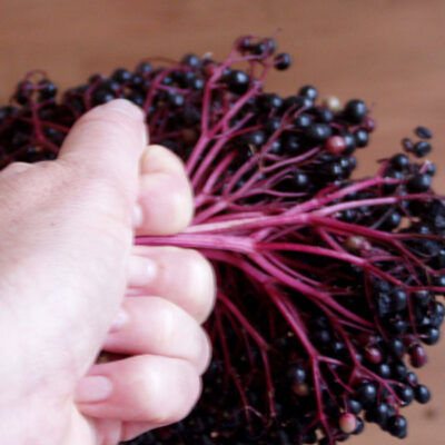 Beeren vom Schwarzen Holunder